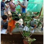 Stage 3 learners enjoyed the garden walk along with observing roots of plants of different sizes and shapes.